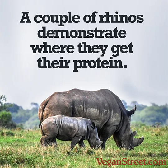 A couple of rhinos demonstrate where they get their protein.
