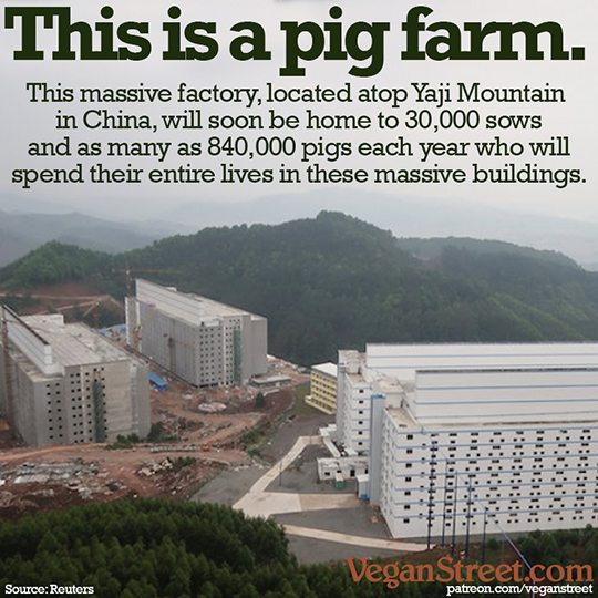 This is a pig farm.