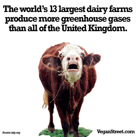 The world's 13 largest diary farms...