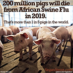 200 million pigs will die from African Swine Flu in 2019.