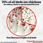 70% of all birds are chickens.