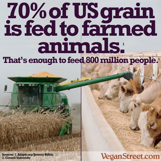 70% of US grain is fed to farmed animals