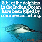 80% of Dolphins in the Indian Ocean...