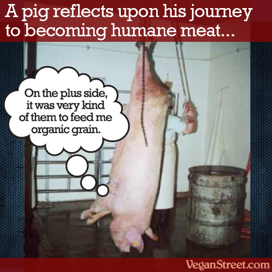 A pig reflects upon his journey to becoming humane meat