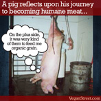 A pig reflects upon his journey to becoming humane meat