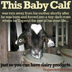 This baby calf was torn away from his mother...