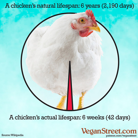 A chicken's natural lifespan is six years.