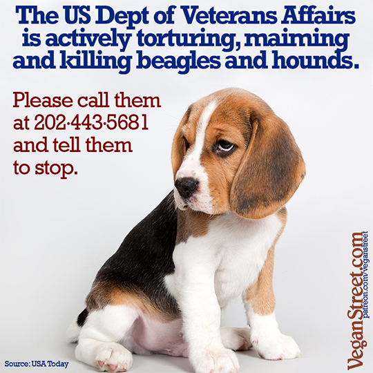 The US Department of Veterans Affairs is actively torturing, maiming and killing beagles and hounds.