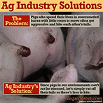 Ag Industry Solutions: Pigs