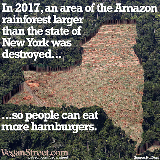 An area of the Amazon rainforest larger than the state of New York...