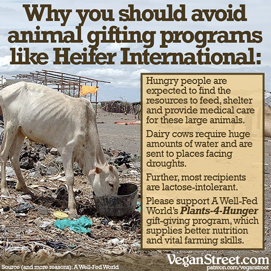 Why you should avoid animal gifting programs like Heifer International.