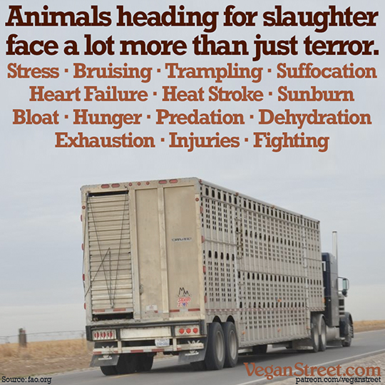 Animals hearding for slaughter face more than terror.