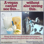 A vegan cannot see this [dairy products] without seeing this [stolen calf]