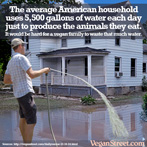 The average American household used 5,000 gallons of water each day to produce the animals they eat.