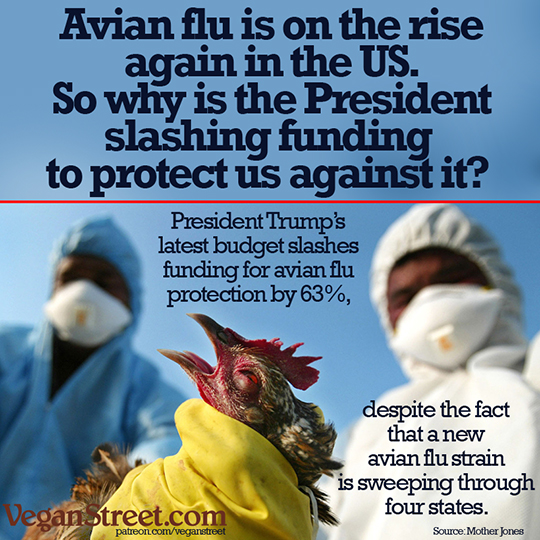 Avian flu is on the rise again in the US.