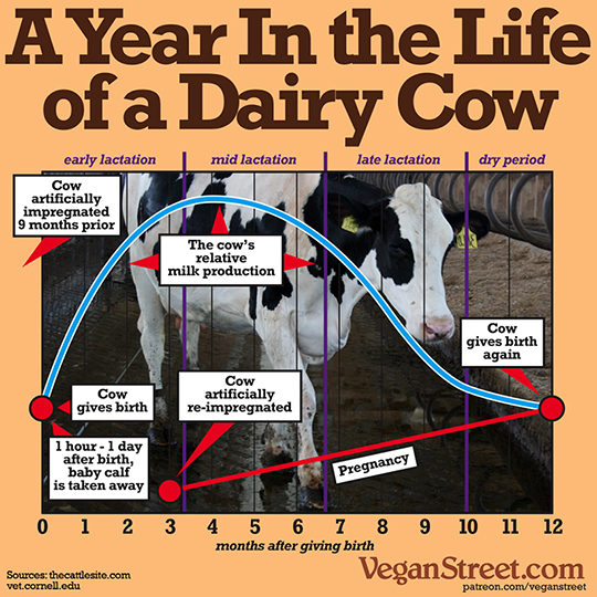 A Year In the Life of a Dairy Cow