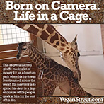 Born on camera. Life in a cage.