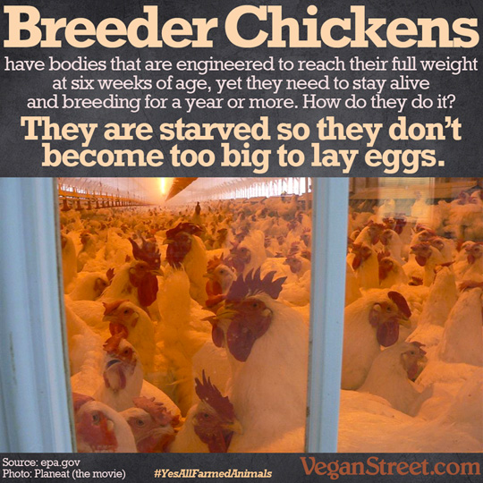 Breeder Chickens are engineered to reach their full weight in 6 weeks.