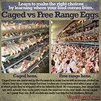Caged vs. Free Range Eggs