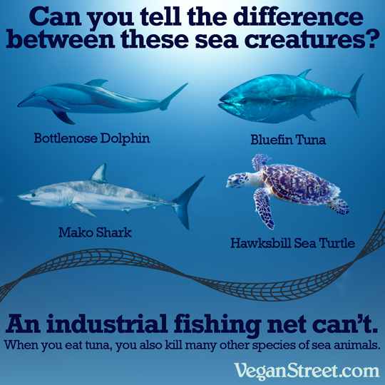 Can you tell the difference between these sea creatures?