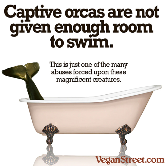 Captive orcas are not given enough room to swim.