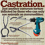 Castration. Just another common torture inflicted by those who can only see animals as commodities.