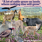 "A lot of cattle graze on lands where nothing else will grow"