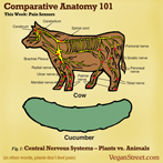 Comparative Anatomy 101: Pain Senors