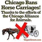 Chicago Bans Horse Carriages!