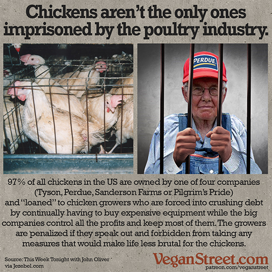 Chickens aren't the only ones imprisoned by the dairy industry.