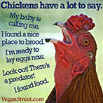 Chickens have a lot to say