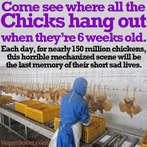 Come see where all the chicks hang out.