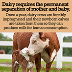 Dairy requires the permanent separation of mother and baby.