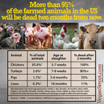 More than 95% of the farmed animals in the US will be dead two months from now.