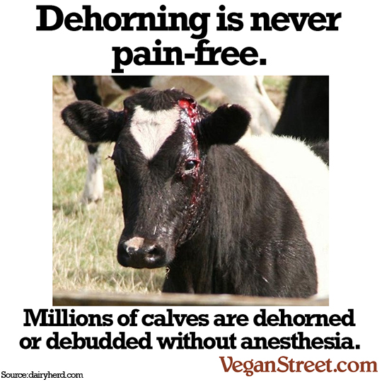 Dehorning is never pain free