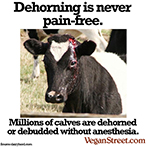 Dehorning is never pain-free