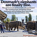Denmark's elephants are finally free.