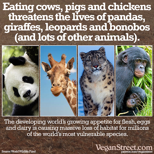 Eating cows, pigs and chickens is killing pandas, giraffes, leopards and bonobos.