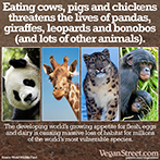 Eating cows, pigs and chickens is killing pandas, giraffes, leopards and bonobos.