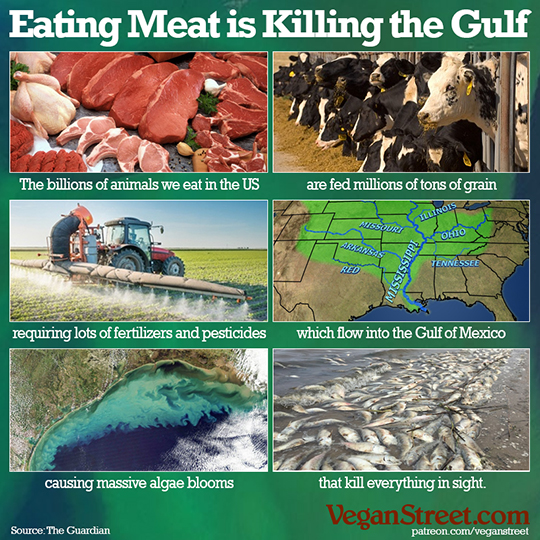 Eating meat is killing the gulf