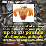For every pound of shrimp that ends up on your plate, up to 20 pounds of other sea creatures are caught and discarded.