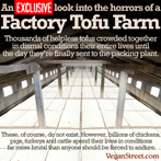 An exclusive look into the horrors of a factory tofu farm