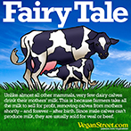 Fairy Tale - dairy calves