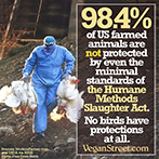 98.4% of farmed animals are not protected by even the minimal standards...