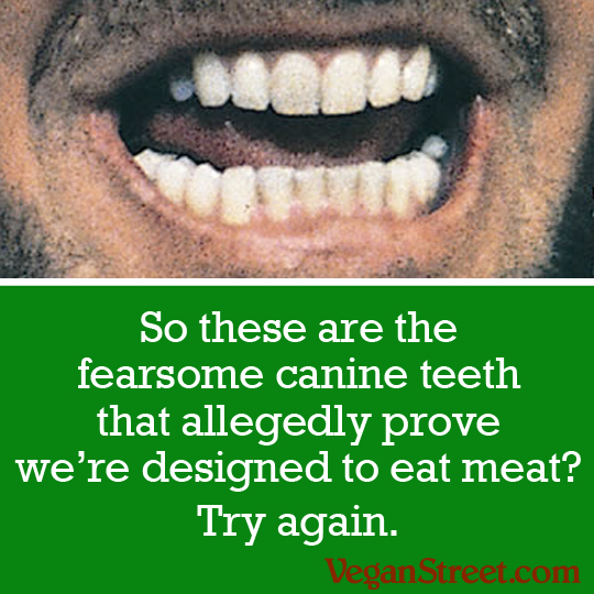 So these are the fearsome canine teeth...