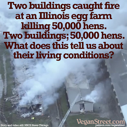 Two buildings caught fire at an Illinois egg farm...