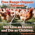 Free Range Organic Animals Still Live as Slaves and Die as Children.