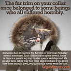 The fur trim on your collar once belonged to...