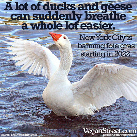 A lot of ducks and geese can suddenly breathe a lot easier.