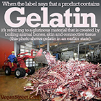 When a label says that the product contains Gelatin...